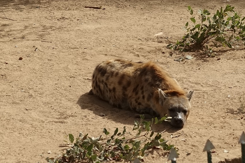 A sleepy hyena. 